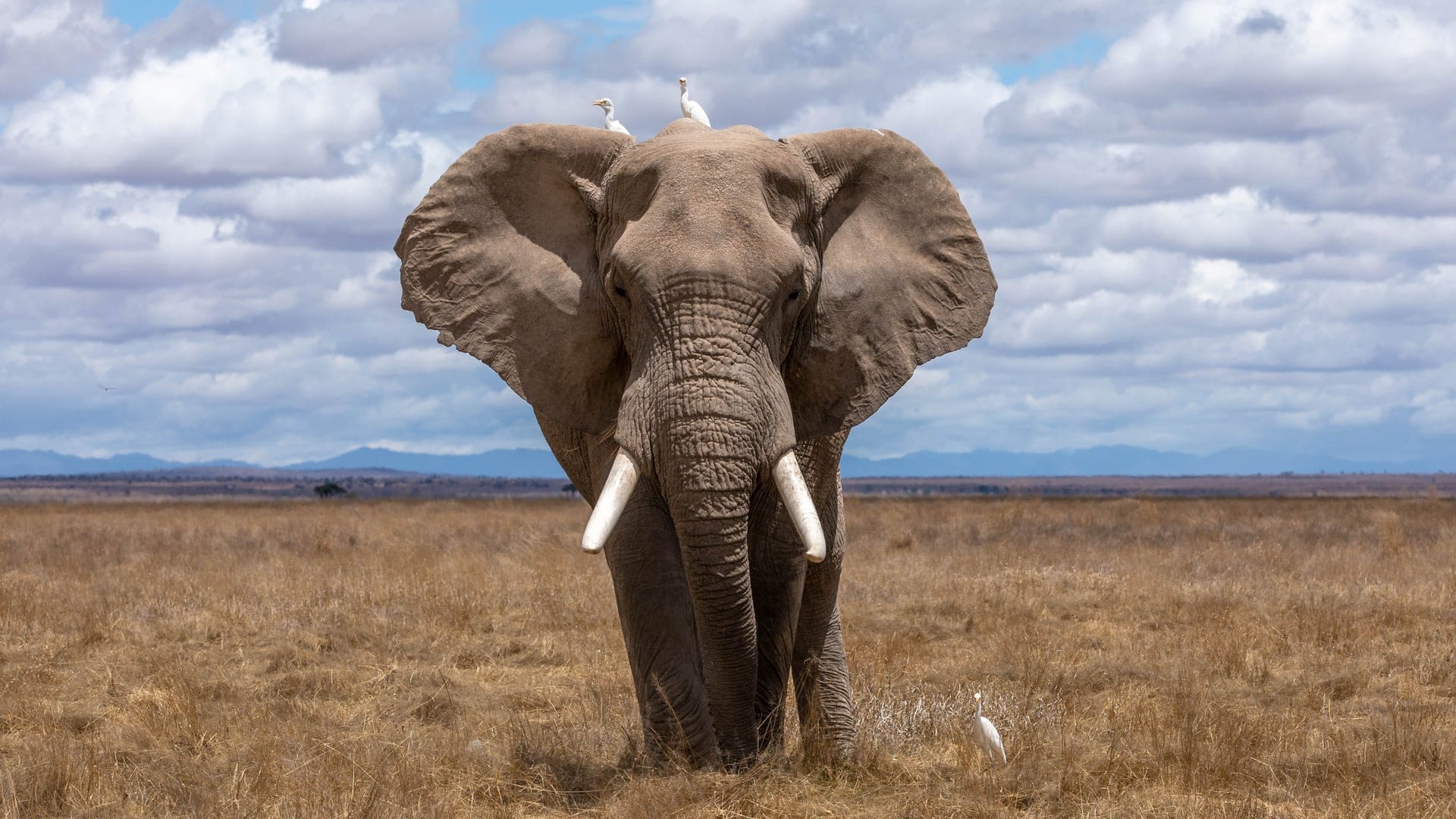 Airlines News - Emirates offers amenity kits highlighting endangered species