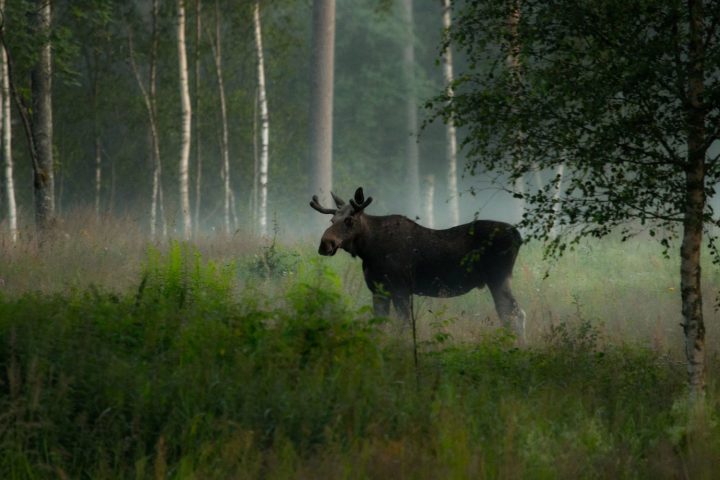 Fem underskattade resmål i Norra Sverige - 5