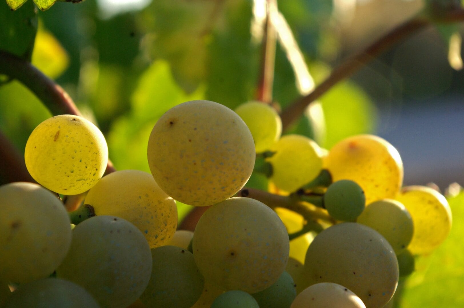 Make your own Spanish sparkling wine at Hotel Arts Barcelona