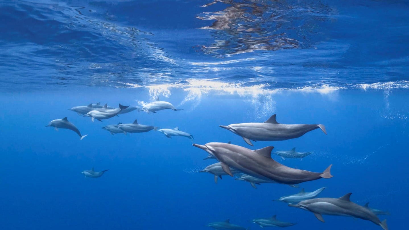The Best Dive Sites in Maldives - Read the Businessclass review and find the best rates for COMO Cocoa Island - 3