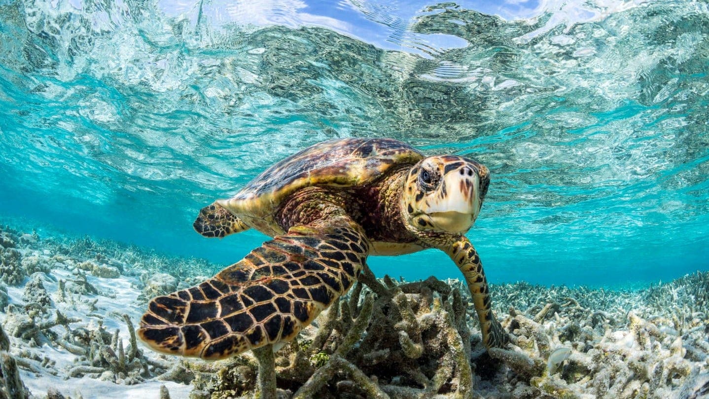 The Best Dive Sites in Maldives - Find the best rates on Businessclass for W Maldives: - 1