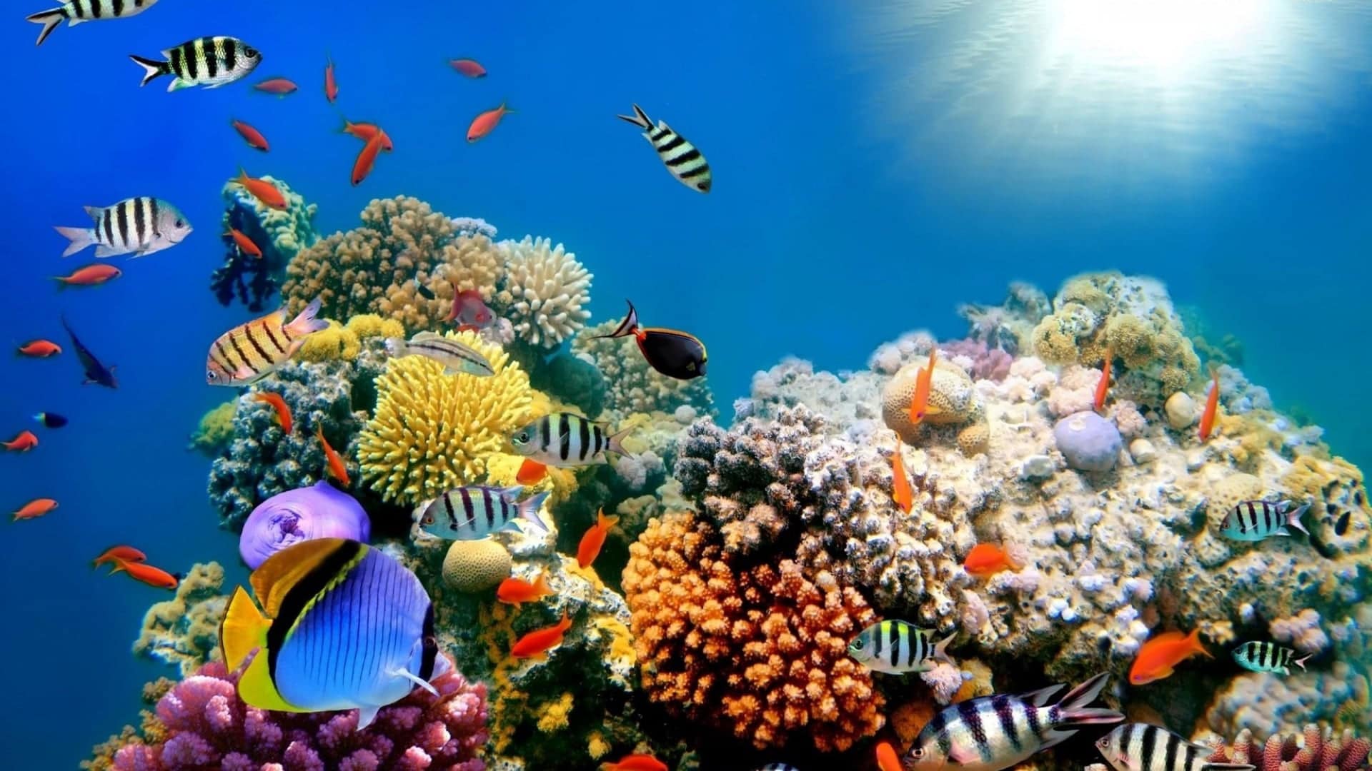 The Best Coral Dive Sites in Maldives