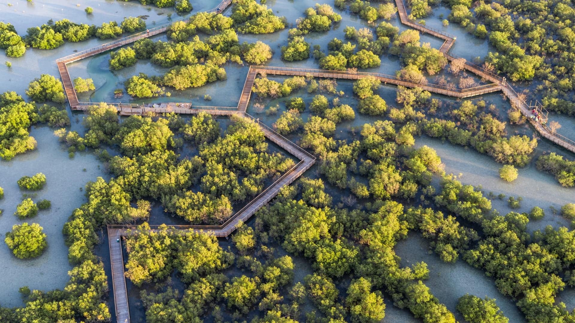 mangroves abu dhabi