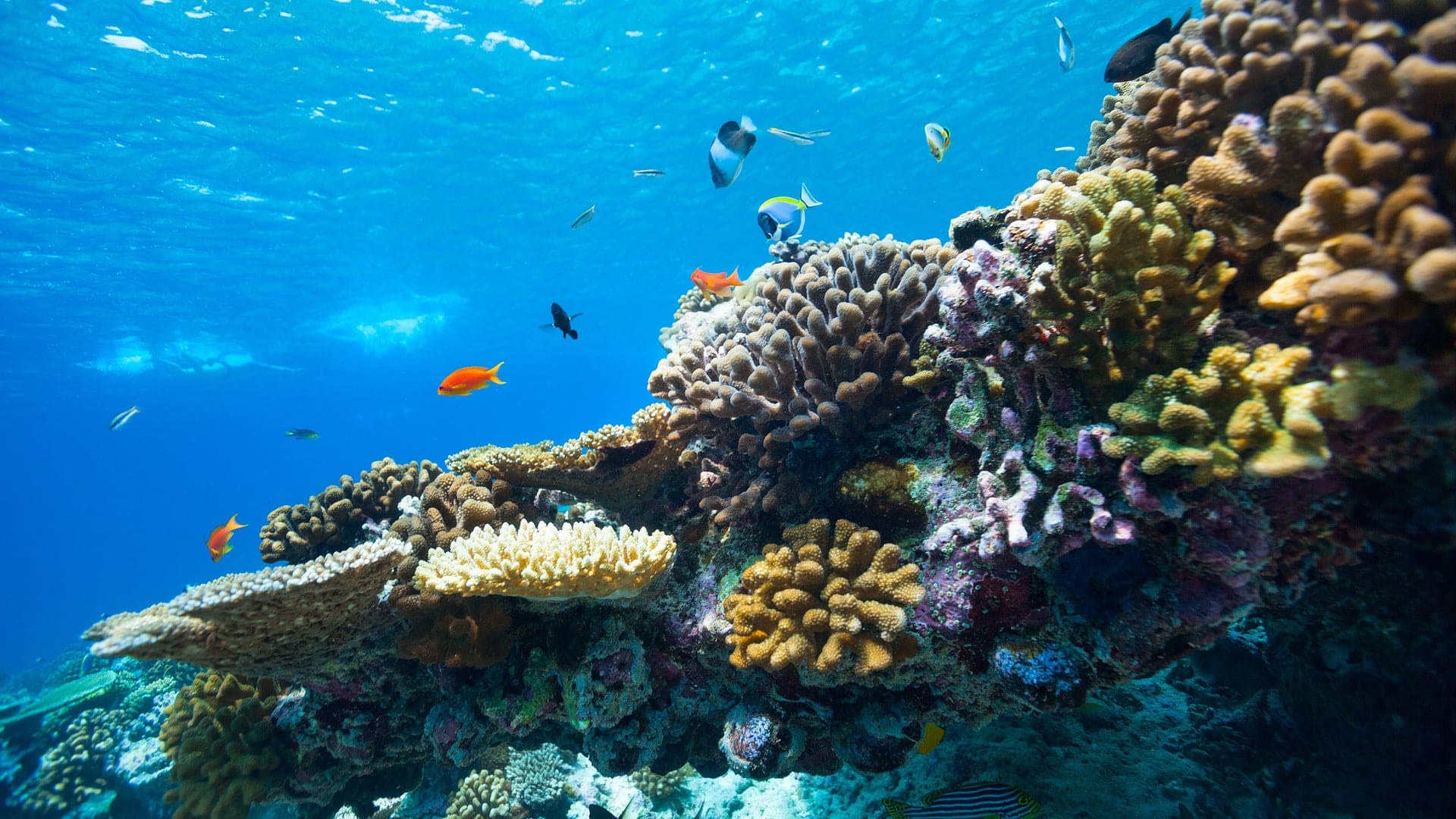 amazing coral reef