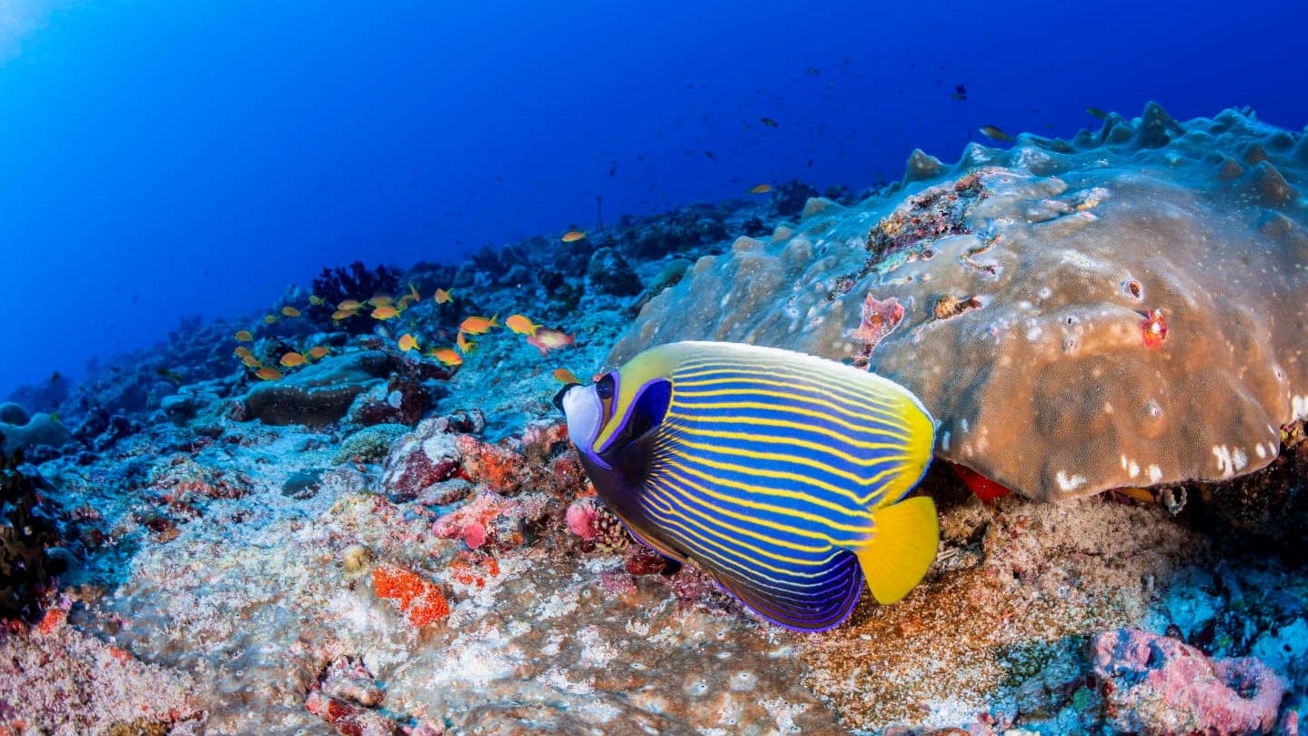 The Best Family Resorts in Maldives - Cora Cora Maldives: - 2