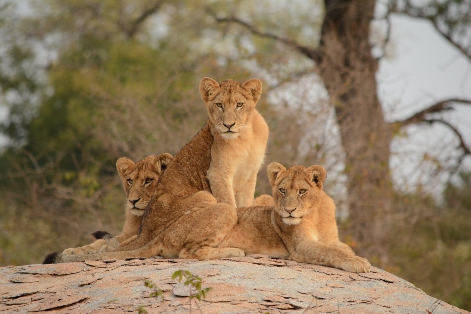 Airlines News - Emirates offers amenity kits highlighting endangered species