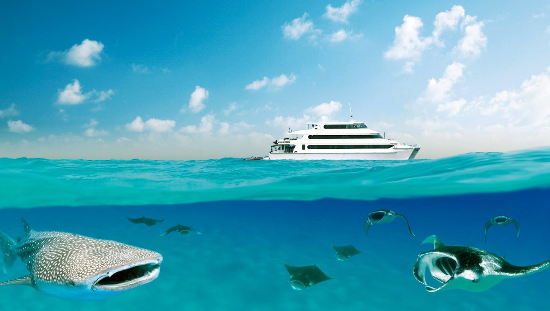 The Best Dive Sites in Maldives - Park Hyatt Maldives (House Reef) – North Huvadhoo Atoll