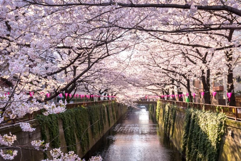 Njut av körsbärsblom och bo bra i Tokyo