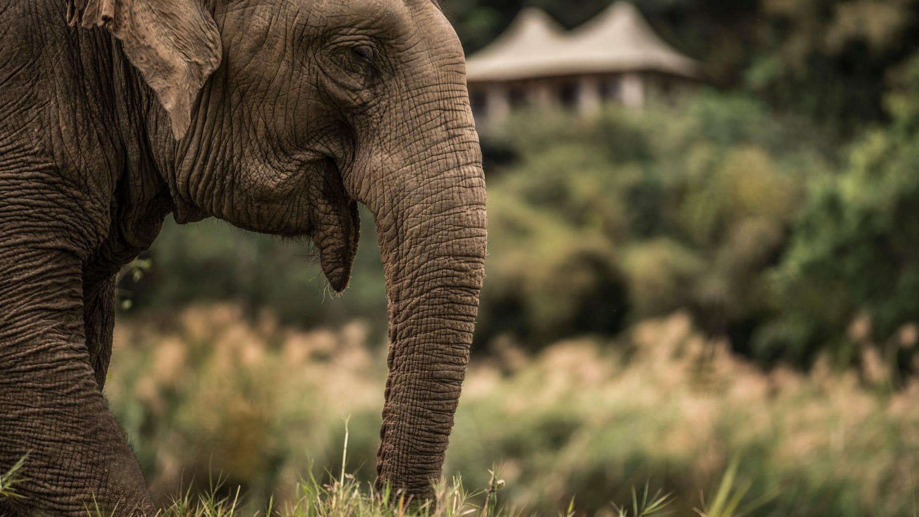 Hotel review What We Love' - Four Seasons Tented Camp Golden Triangle - 1