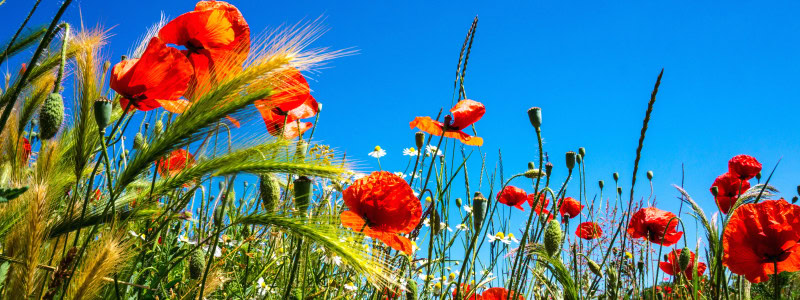 Glad sommar!