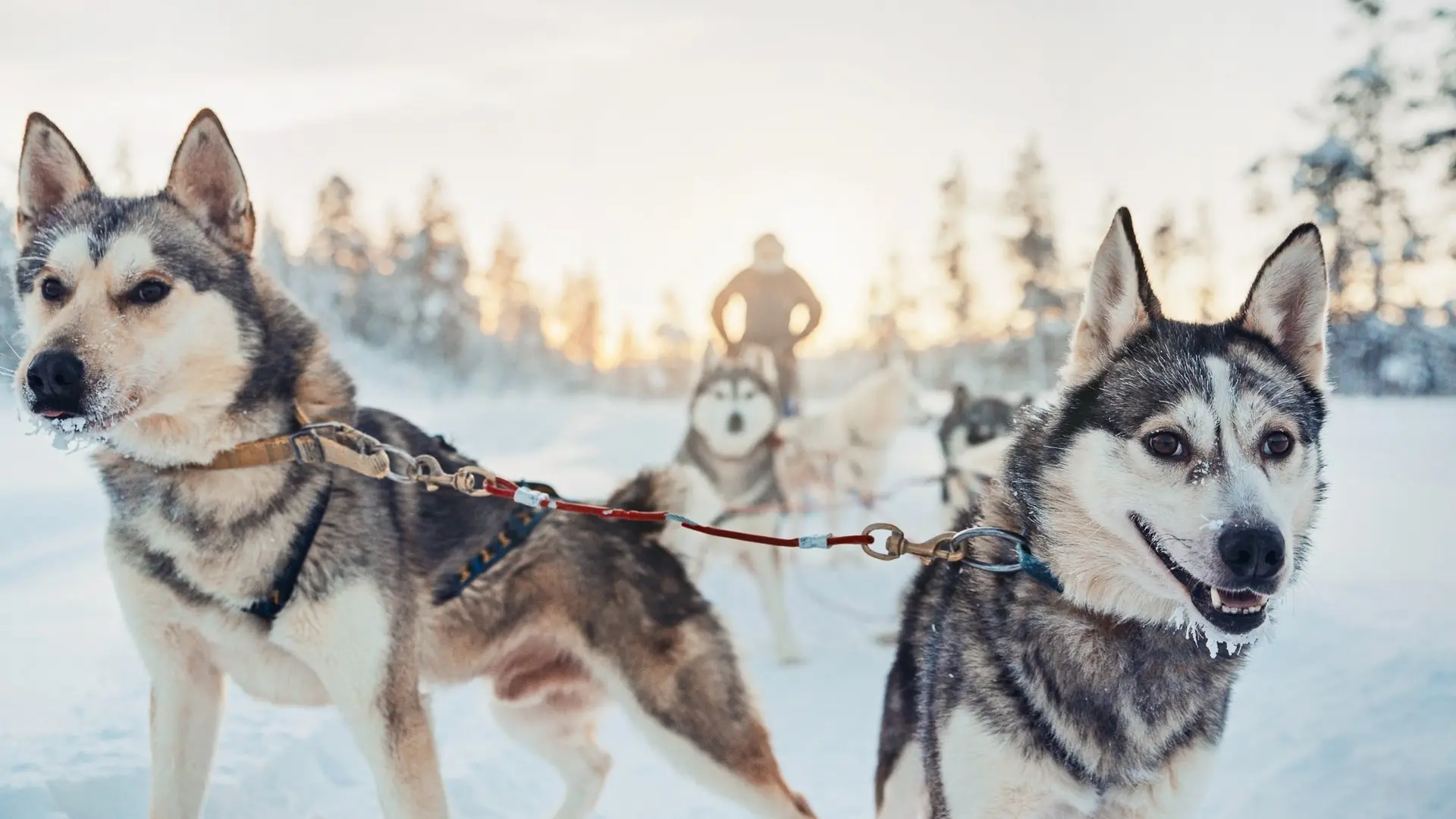 Review of Kakslauttanen Arctic Resort - Igloos and Chalets - 6