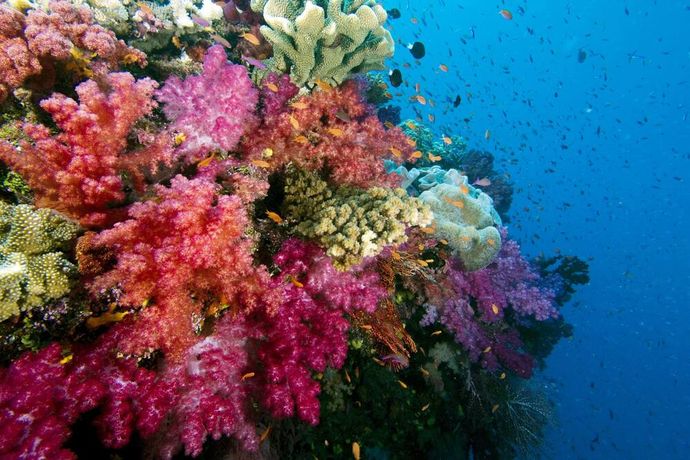 Jean-Michel Cousteau Resort Fiji - 33