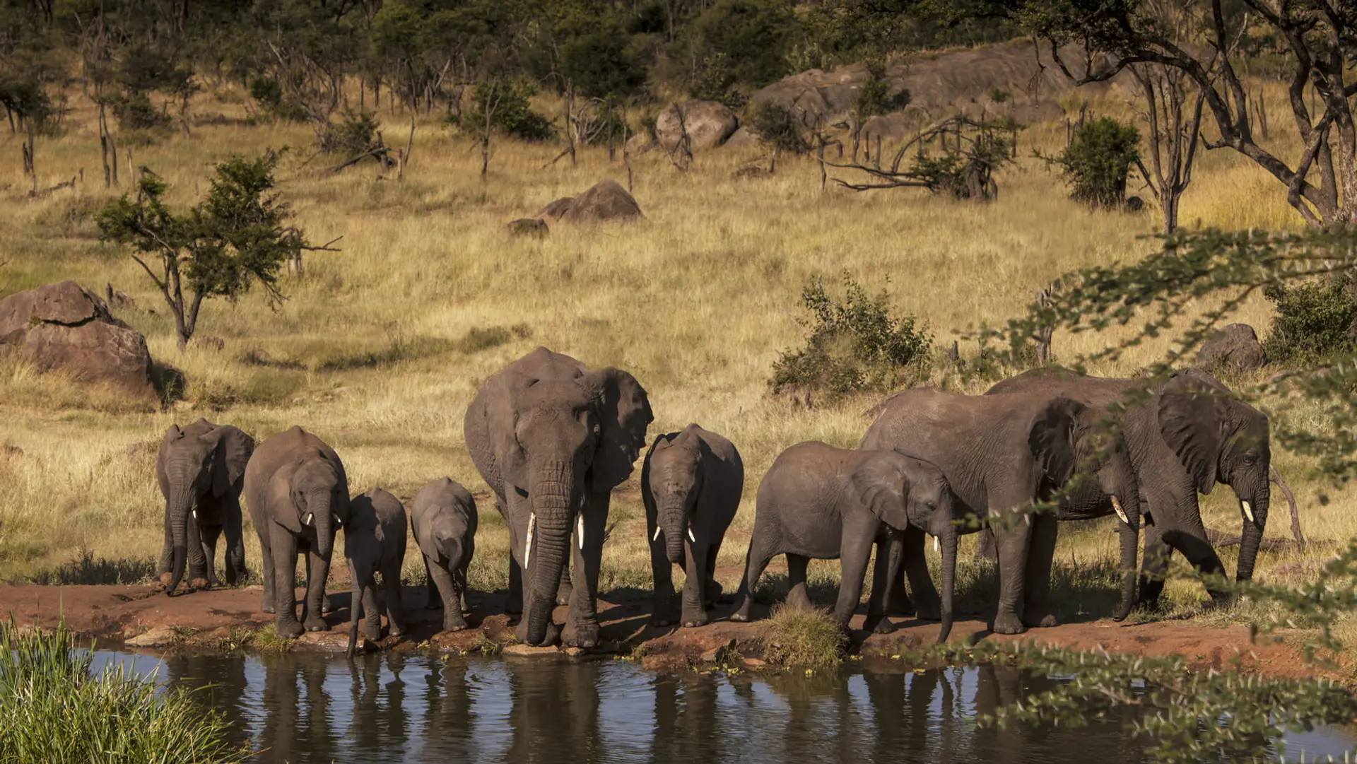 Review of Four Seasons Safari Lodge Serengeti - 9