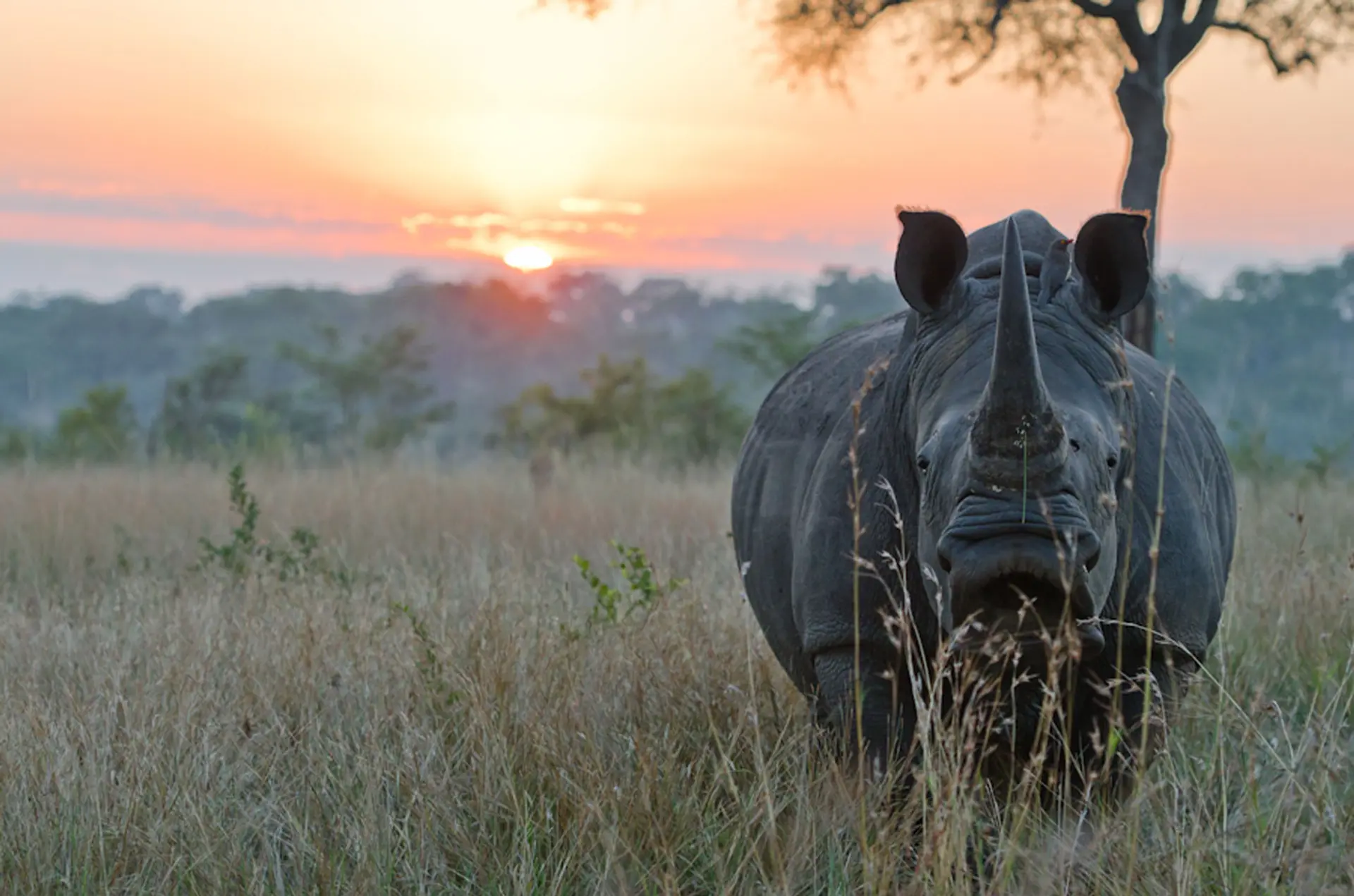 Review of Sabi Sabi Private Game Reserve - 12
