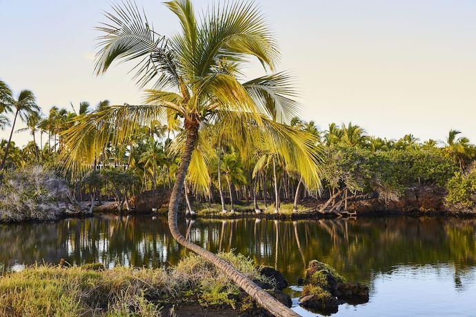 Verified hotel review - Mauna Lani Bay Hotel & Bungalows - 17
