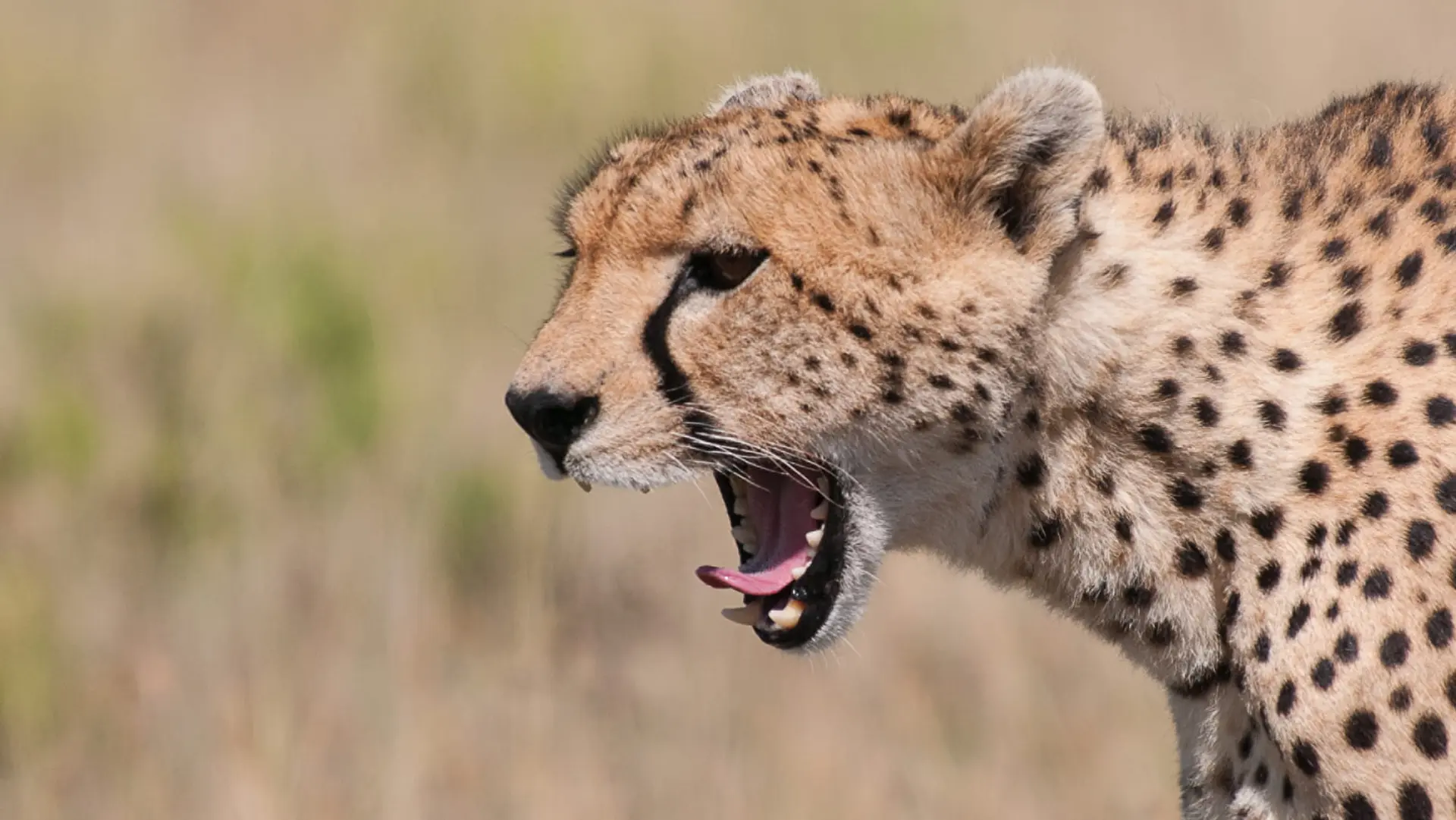 Hotel review Service & Facilities' - Four Seasons Safari Lodge Serengeti - 2