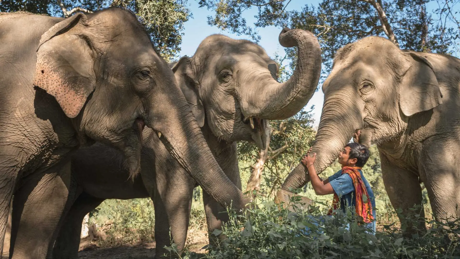 Review of Anantara Golden Triangle Elephant Camp & Resort - 8