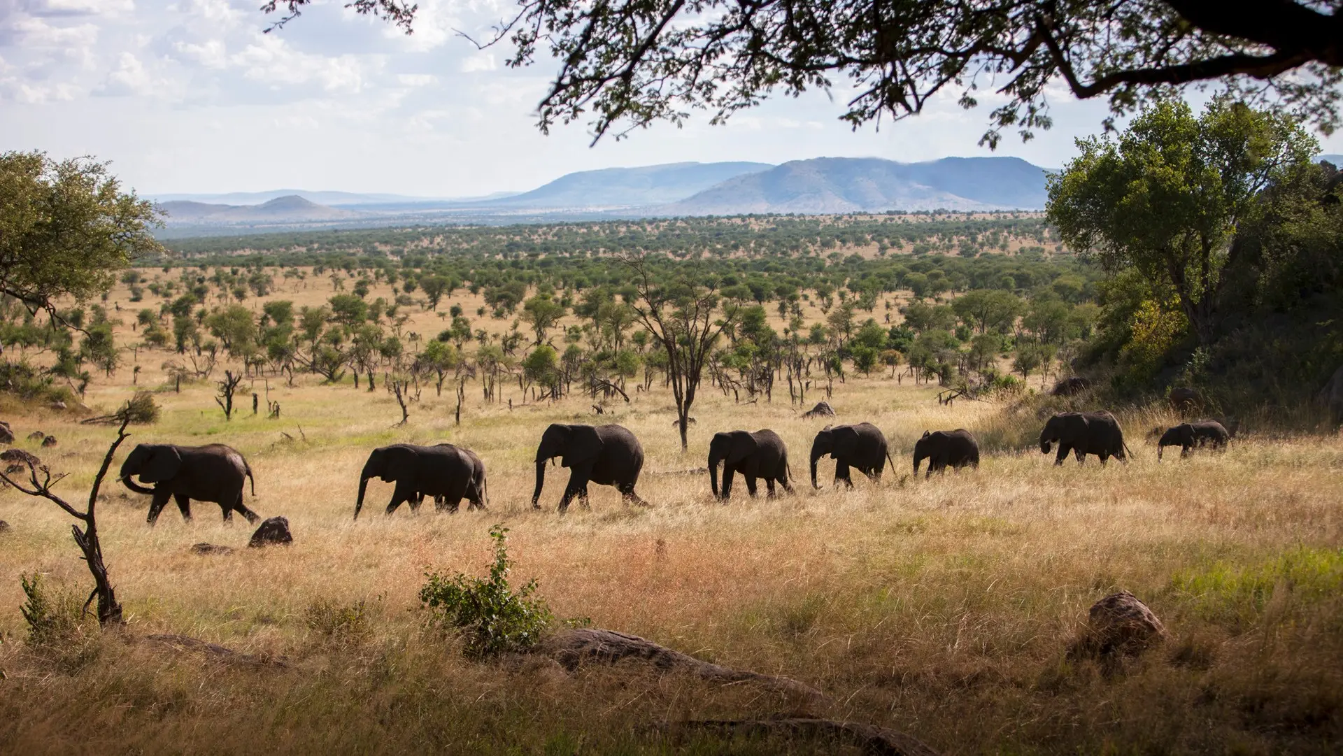 Review of Four Seasons Safari Lodge Serengeti - 8